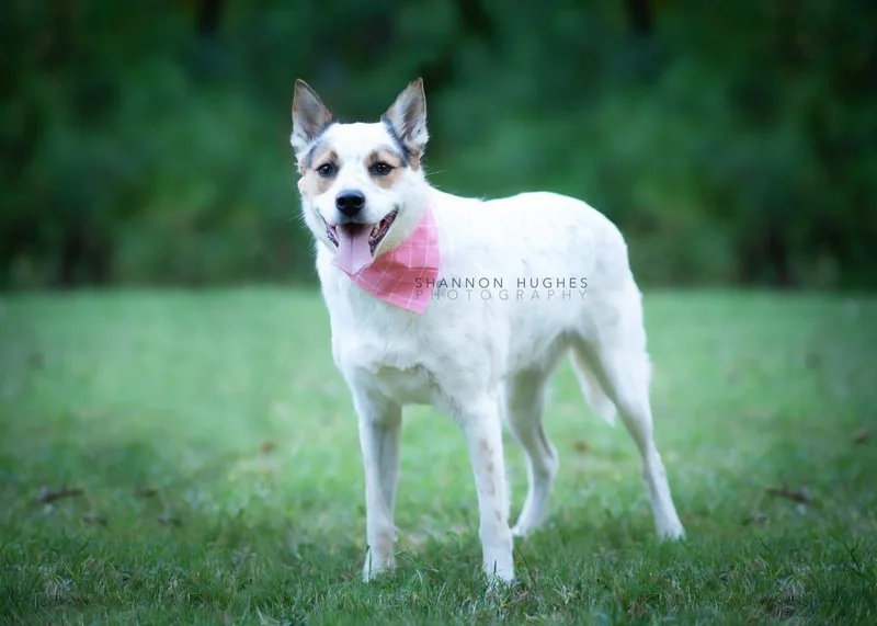 An adult medium-sized female Australian Cattle Dog / Blue Heeler dog named Dot aka Koda for adoption in Macon, GA