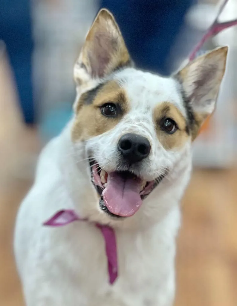 Dot aka Koda thumbnail 5