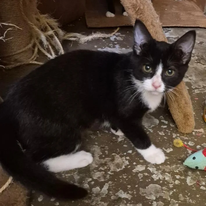 A young medium-sized female Black & White / Tuxedo Domestic Short Hair cat named Cairo for adoption in Stuart, VA