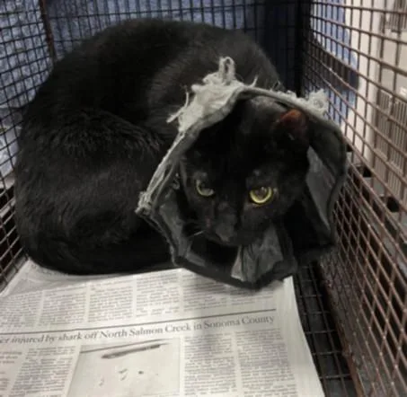 An adult medium-sized female Domestic Short Hair cat named Goat for adoption in Chatsworth, CA