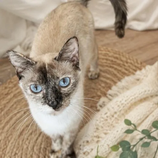 A young medium-sized female Siamese cat named Nevaeh for adoption in Mabank, TX