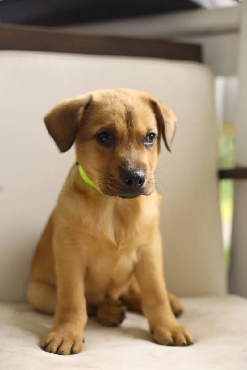 A baby large-sized female Yellow / Tan / Blond / Fawn German Shepherd Dog dog named Gemma for adoption in Mora, MN