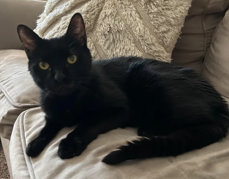 An adult large-sized male Black American Shorthair cat named Frankie for adoption in Yardley, PA