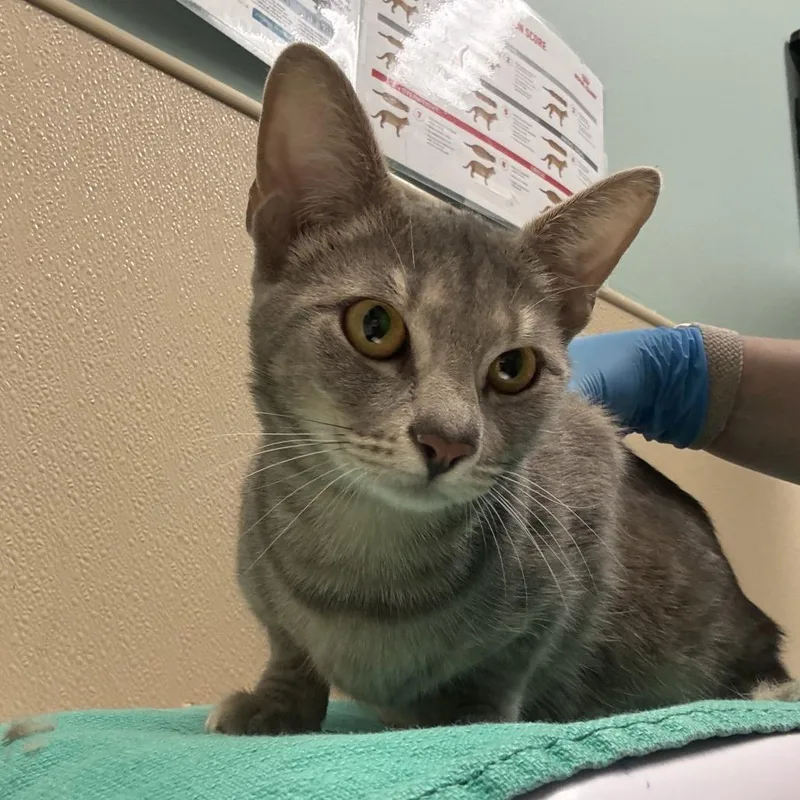 A baby medium-sized female Gray / Blue / Silver Domestic Short Hair cat named Mary for adoption in Tacoma, WA