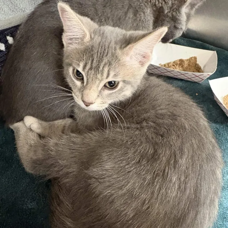 A baby small-sized male Gray / Blue / Silver Domestic Short Hair cat named Troy for adoption in Beaumont, TX