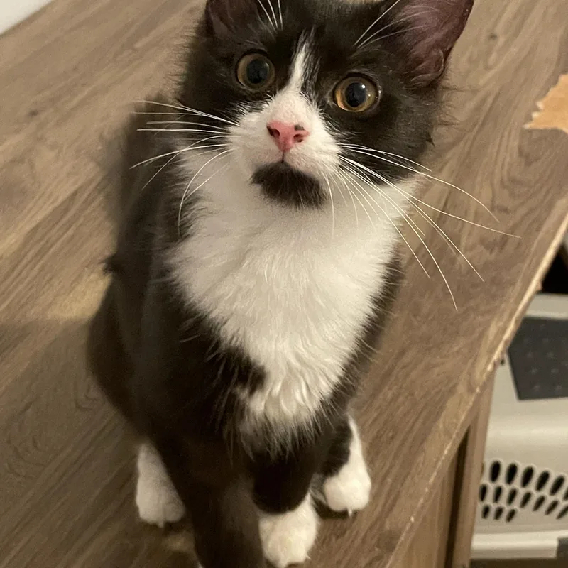 Marigold thumbnail 2