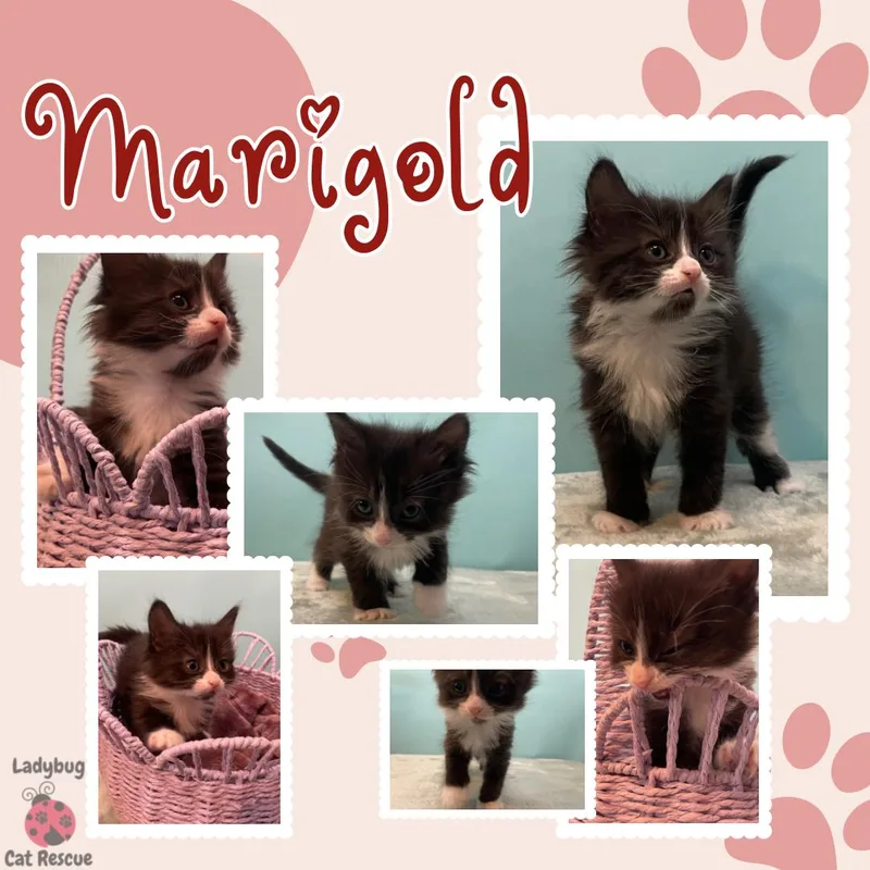 Marigold thumbnail 3