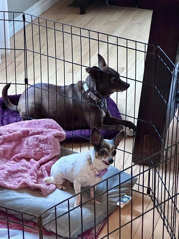 An adult small-sized female Chihuahua dog named Buttercup for adoption in Saugus, MA