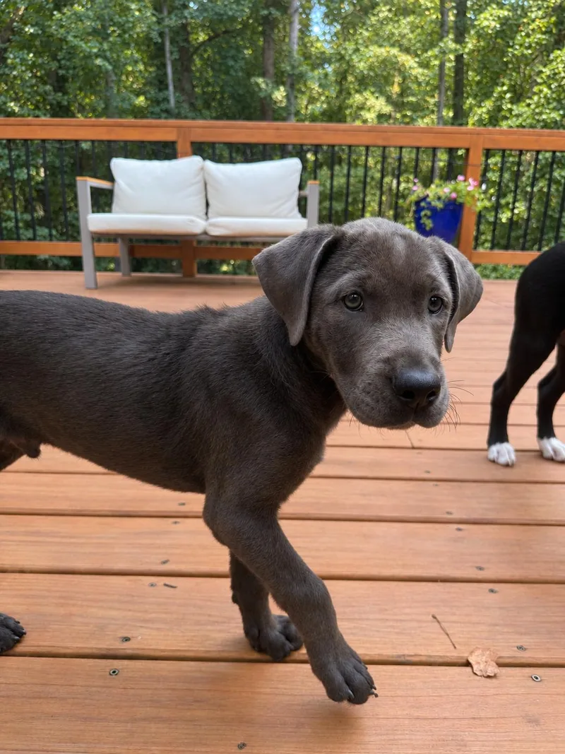A baby medium-sized male Labrador Retriever dog named Bruce Wayne for adoption in Uxbridge, MA