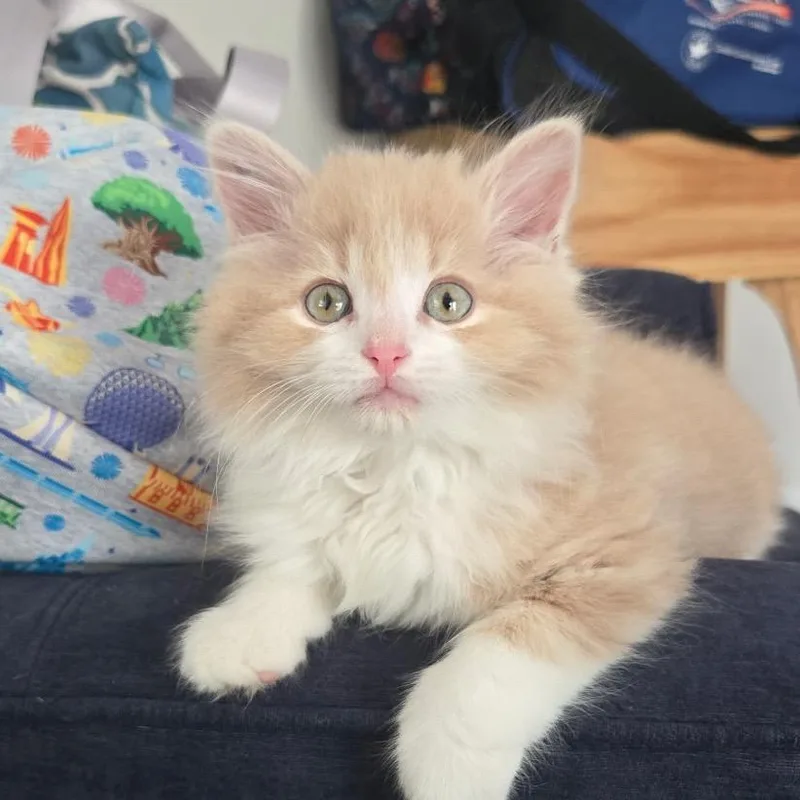 A baby small-sized male Buff / Tan / Fawn Domestic Long Hair cat named Buzz for adoption in Chapel Hill, NC