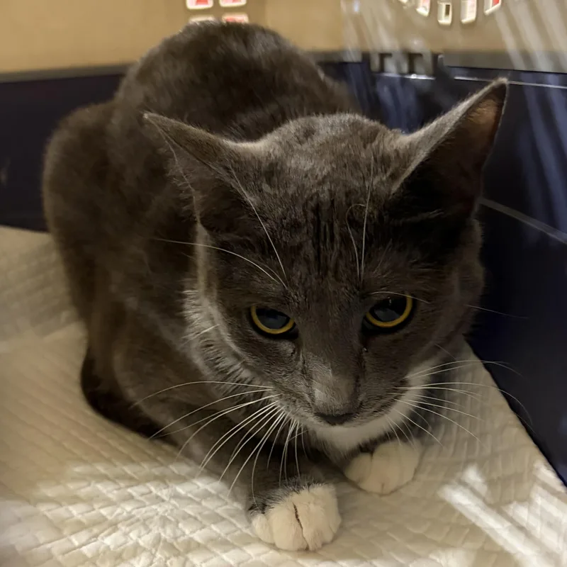 A young medium-sized male Gray & White Domestic Short Hair cat named Batman for adoption in Antioch, CA