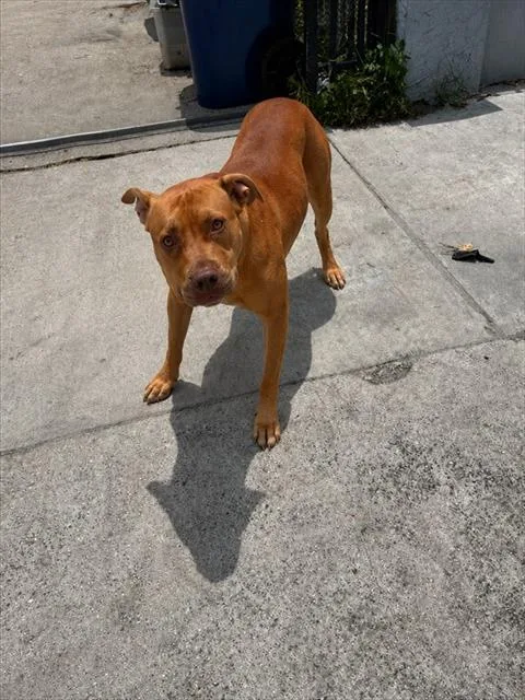 A young large-sized female Terrier dog named Ginger for adoption in Miami, FL