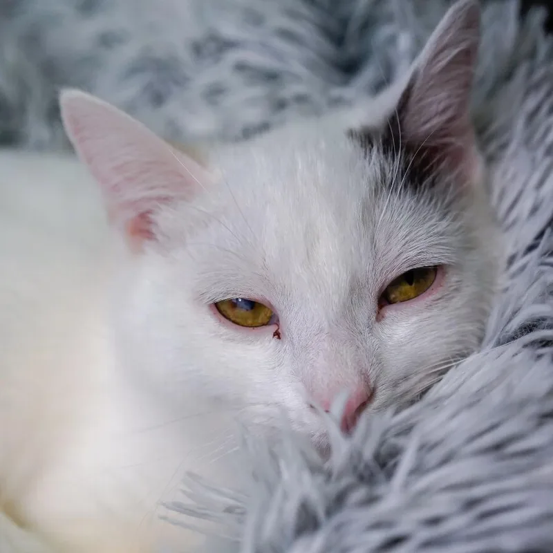 A young medium-sized female White Domestic Short Hair cat named Holly for adoption in Thomaston, ME