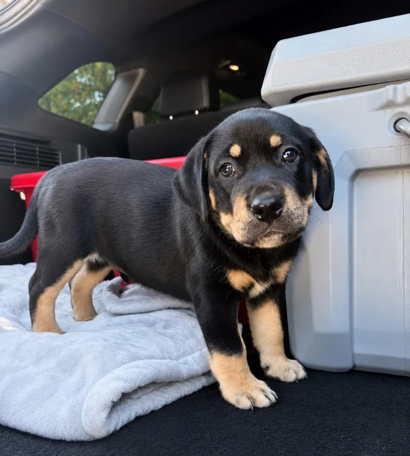 A baby medium-sized female Mixed Breed dog named Zephyr for adoption in Fond Du Lac, WI