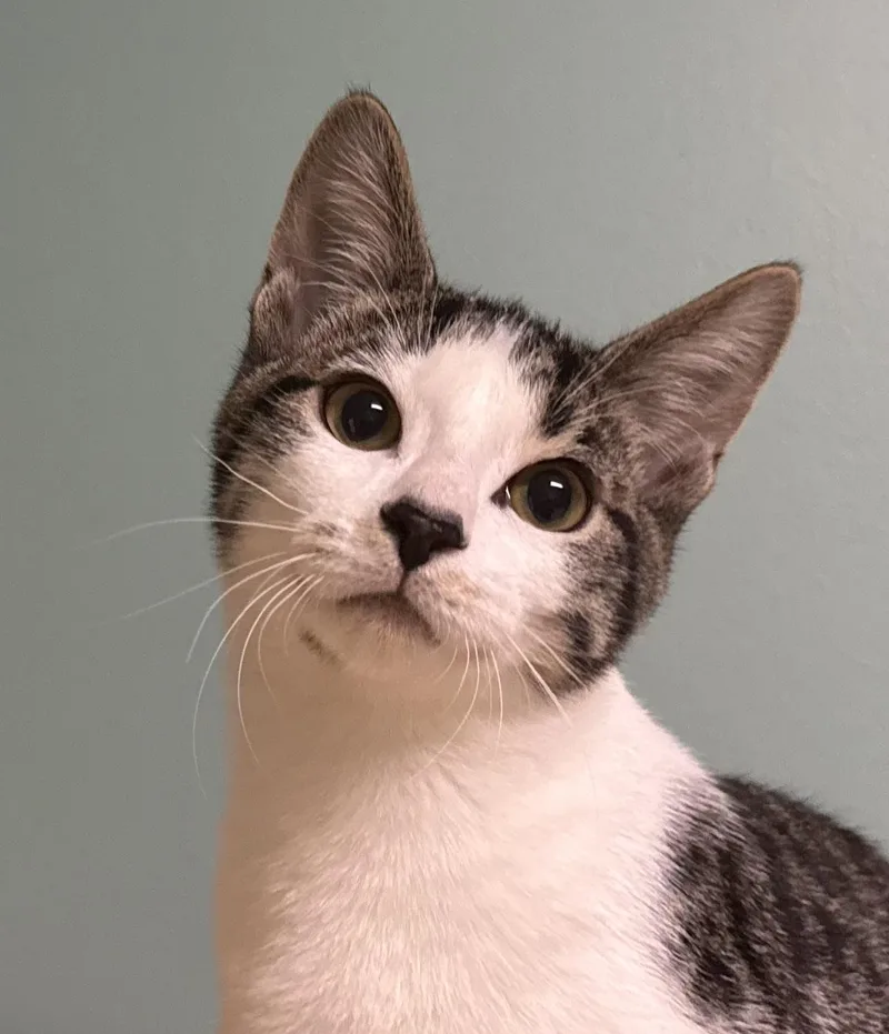 A young medium-sized male White Domestic Short Hair cat named Watson for adoption in Amery, WI