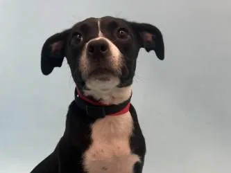 A baby large-sized female Hound dog named Bluey for adoption in Golden Valley, MN