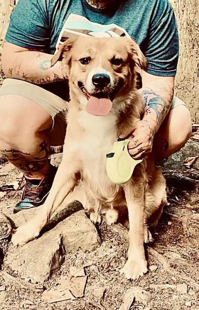 A young medium-sized male White / Cream Nova Scotia Duck Tolling Retriever dog named Massai for adoption in Chattanooga, TN