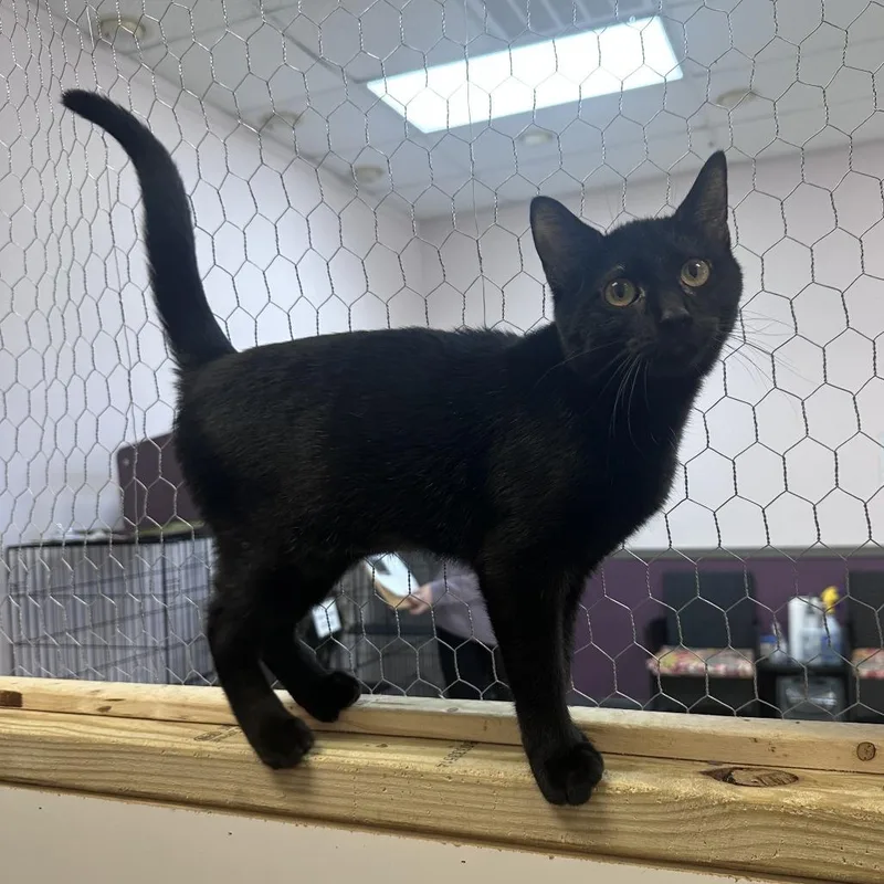 A young medium-sized female Black Domestic Short Hair cat named Pink for adoption in Branson, MO