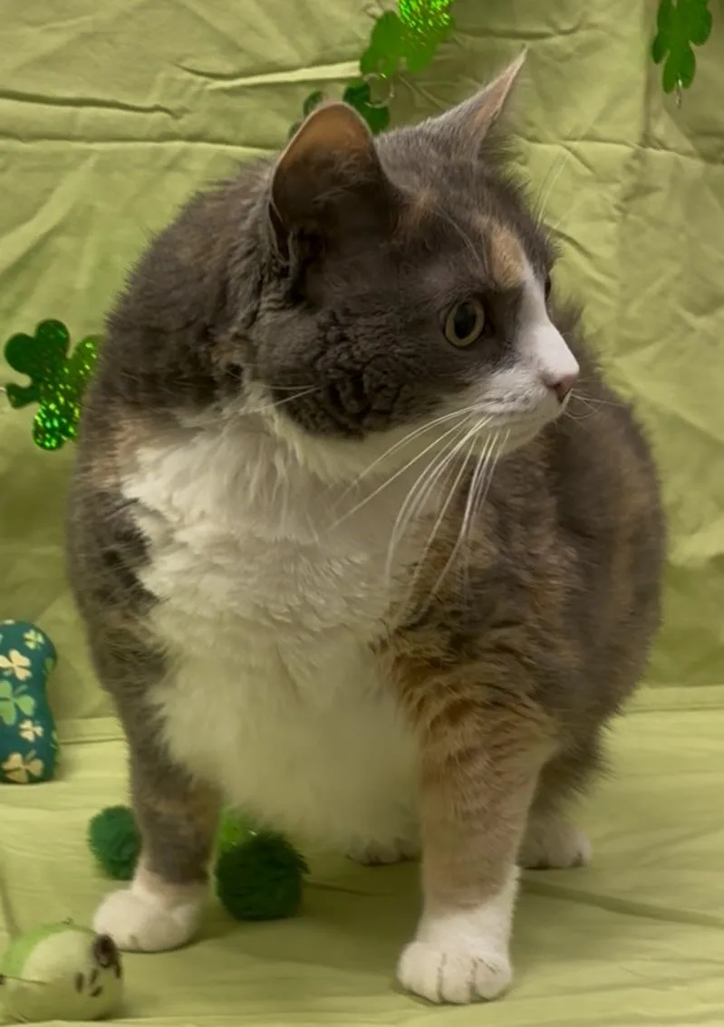 Zoey thumbnail 3