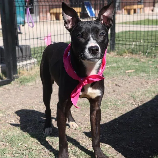 An adult medium-sized female Terrier dog named Kiara for adoption in San Antonio, TX