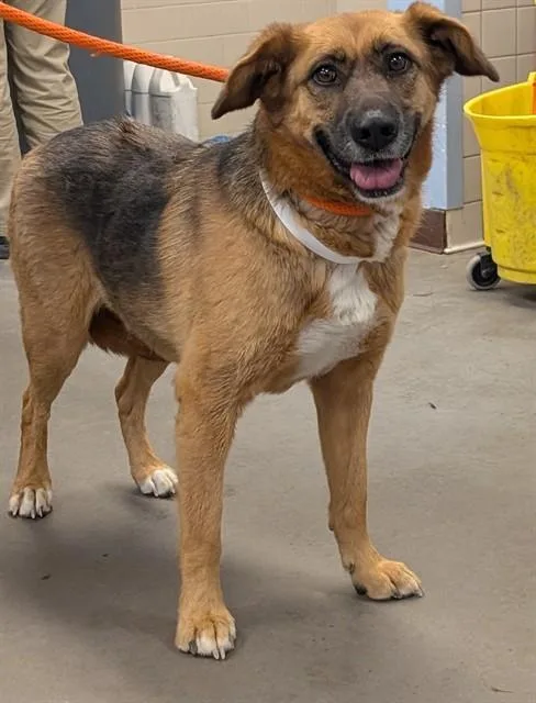 A young large-sized female German Shepherd Dog dog named Princess for adoption in Phoenix, AZ