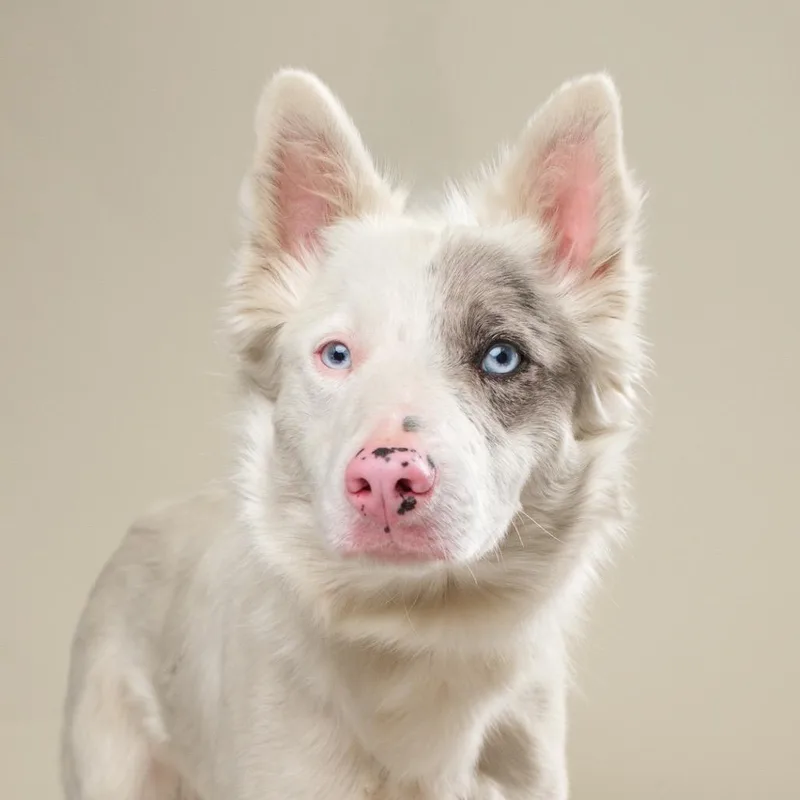 An adult medium-sized male White / Cream Shepherd dog named Rocky for adoption in Palm Springs, CA