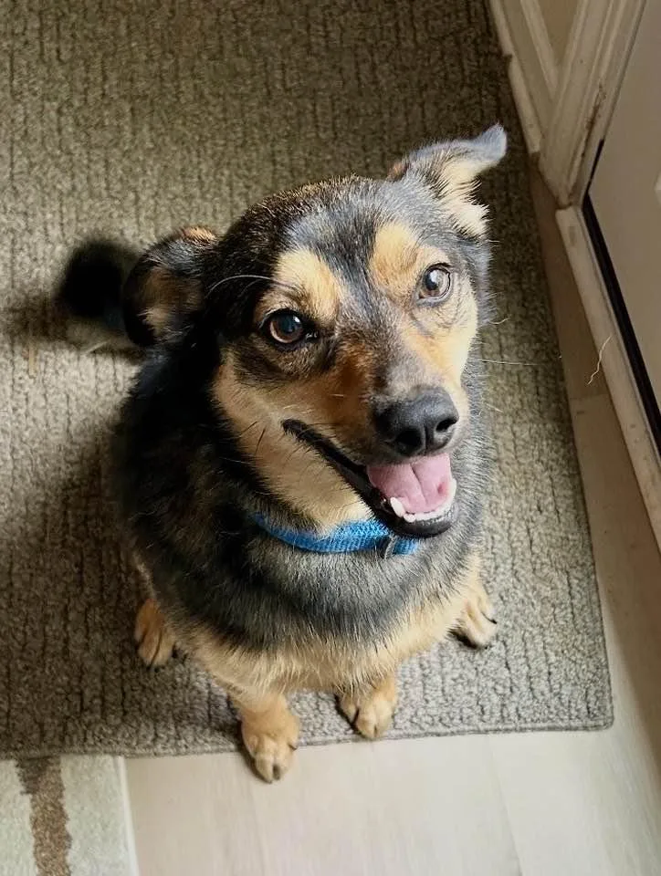A young small-sized male Shiba Inu dog named Abe for adoption in Lee's Summit, MO