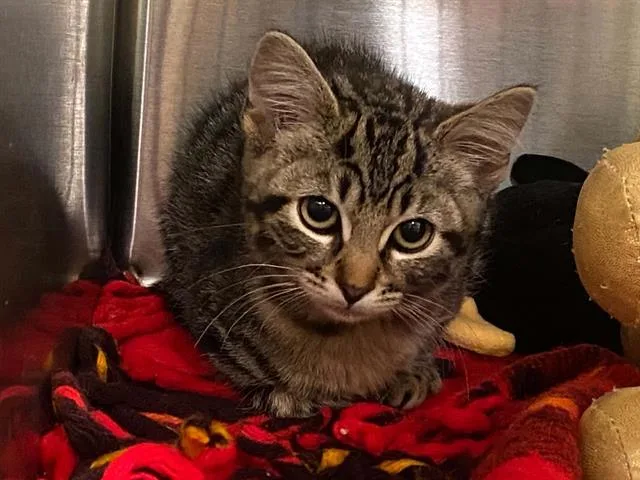 A baby small-sized male Domestic Short Hair cat named Kenny for adoption in Tustin, CA