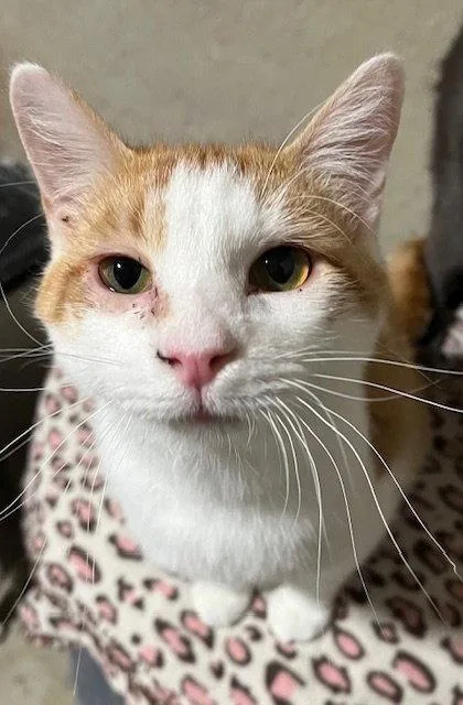 A young medium-sized male Domestic Short Hair cat named Tater for adoption in O'Fallon, MO