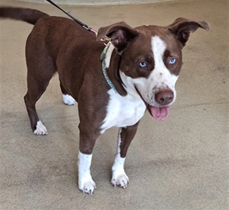 An adult large-sized female Pit Bull Terrier dog named Lexi for adoption in Hagerstown, MD