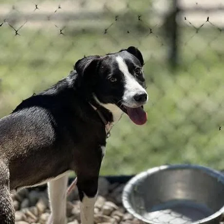 An adult medium-sized male Black Border Collie dog named Spaz for adoption in Weatherford, TX