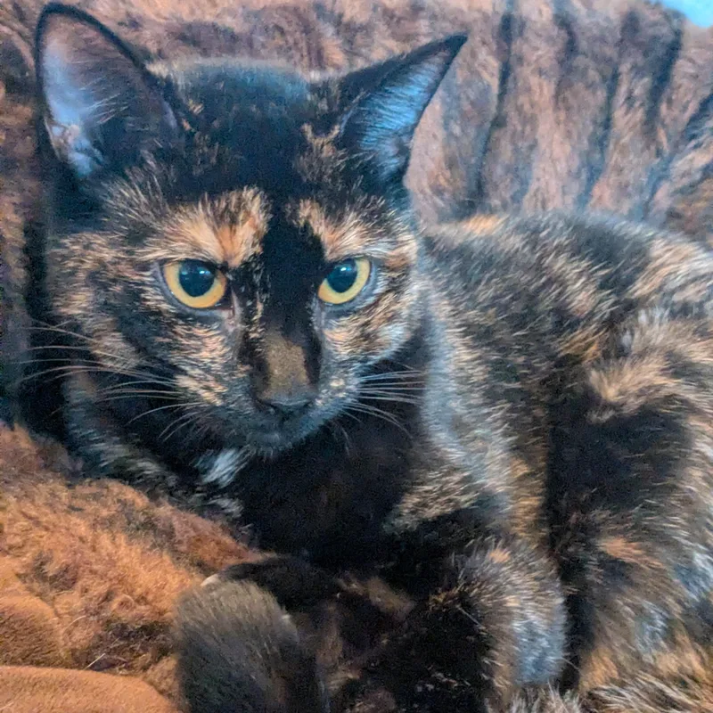 A young medium-sized female Tortoiseshell cat named Sandy for adoption in Newburgh, NY