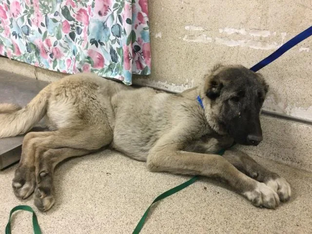 A young large-sized male German Shepherd Dog dog named Muffin for adoption in Riverside, CA