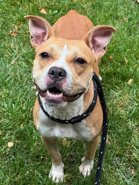 An adult medium-sized female Staffordshire Bull Terrier dog named Ms. Tulip for adoption in Olivette, MO
