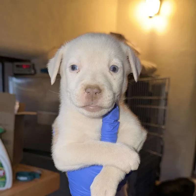A baby medium-sized female Pit Bull Terrier dog named Gillian for adoption in Parker, CO