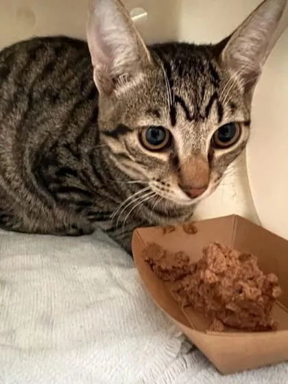 A young small-sized male Domestic Short Hair cat named Chop for adoption in Honolulu, HI