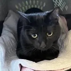 A young medium-sized male Black Domestic Short Hair cat named Cassian for adoption in Fairport, NY