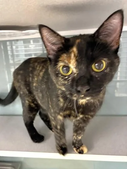 An adult large-sized female Domestic Short Hair cat named Whack for adoption in Mason, MI