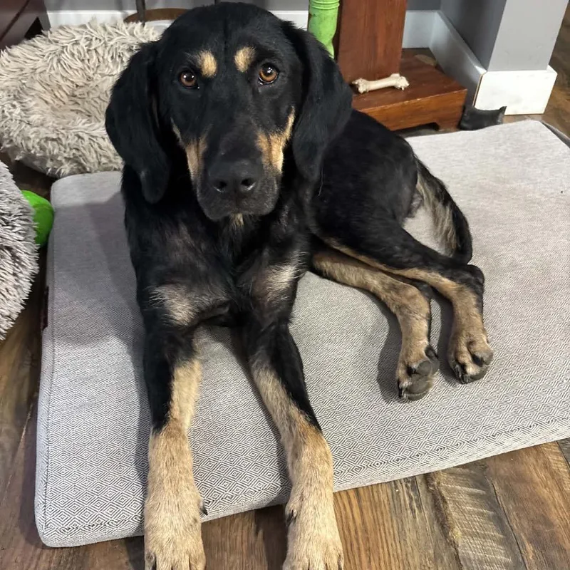 An adult medium-sized female Black Mixed Breed dog named Lorraine for adoption in Buffalo, MN