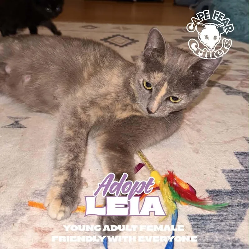 A young medium-sized female Dilute Tortoiseshell cat named Leia for adoption in Wilmington, NC