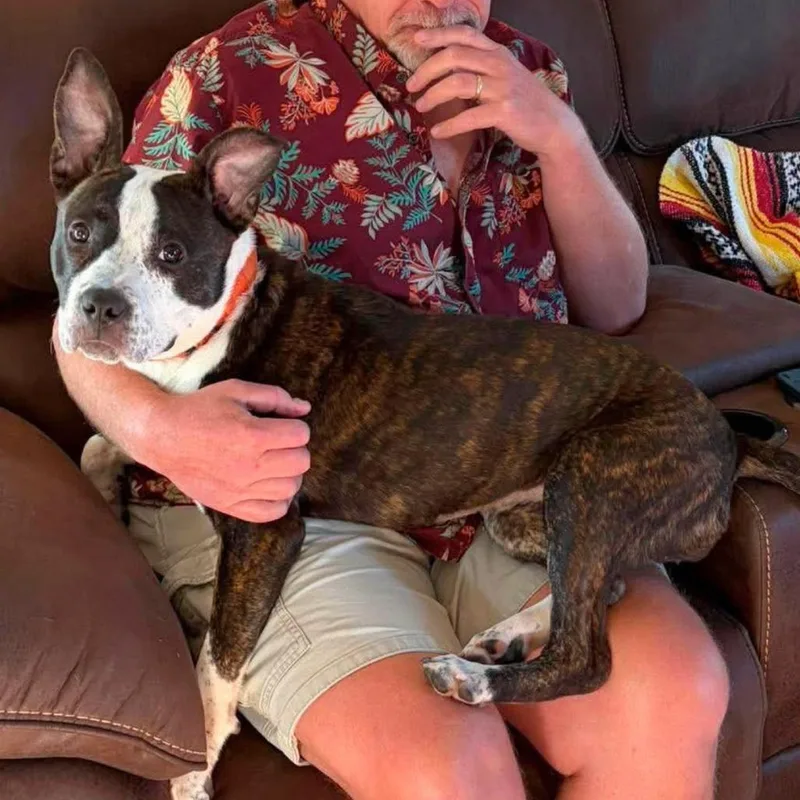 A young medium-sized female Mixed Breed dog named Ramona Flowers for adoption in South Portland, ME
