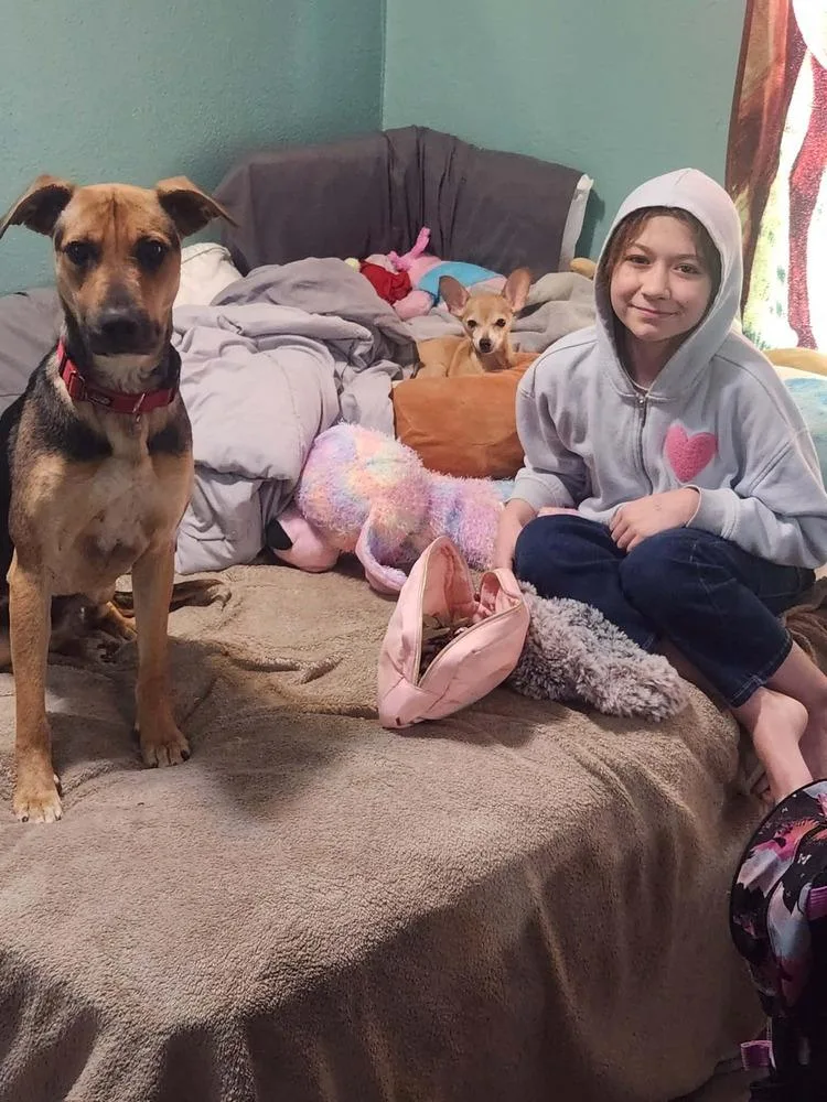 An adult medium-sized female Brown / Chocolate Mixed Breed dog named Friday for adoption in Fredonia, WI