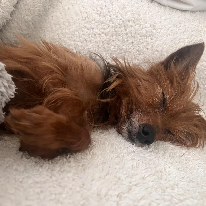 Max Deleon thumbnail 3