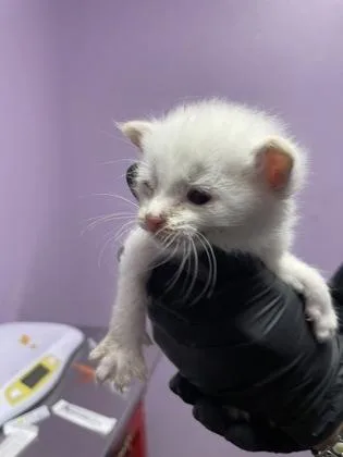 A baby small-sized female Domestic Short Hair cat named 61779268 for adoption in El Paso, TX