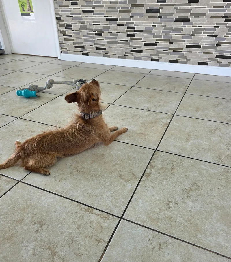 Gracie thumbnail 2