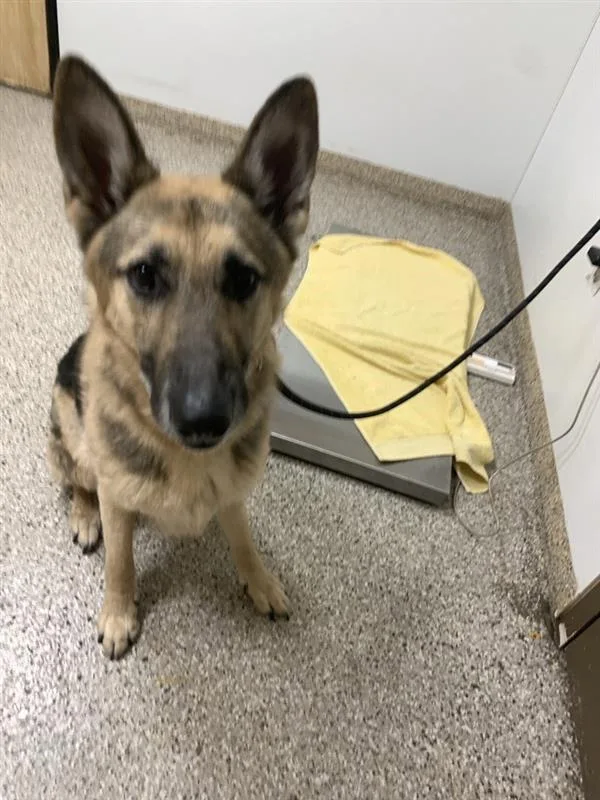An adult large-sized male German Shepherd Dog dog named Zeus for adoption in Vancouver, WA