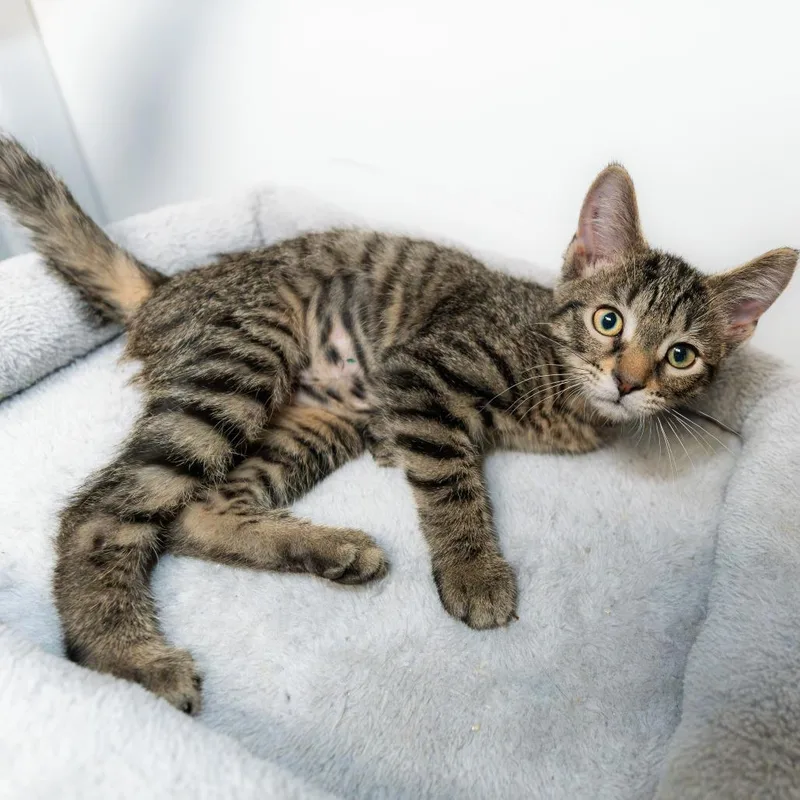 A baby small-sized female Brown / Chocolate Domestic Short Hair cat named Tabbles for adoption in South Elgin, IL
