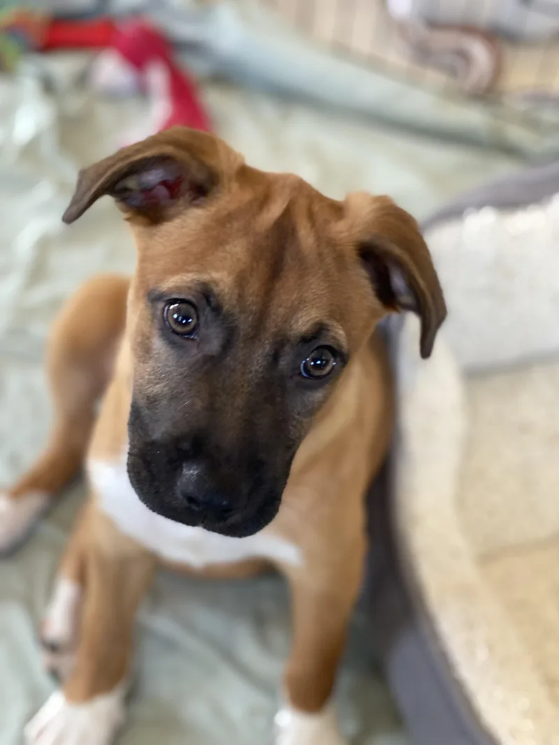 A baby medium-sized female Golden Boxer dog named Butterscotch for adoption in Avondale, PA
