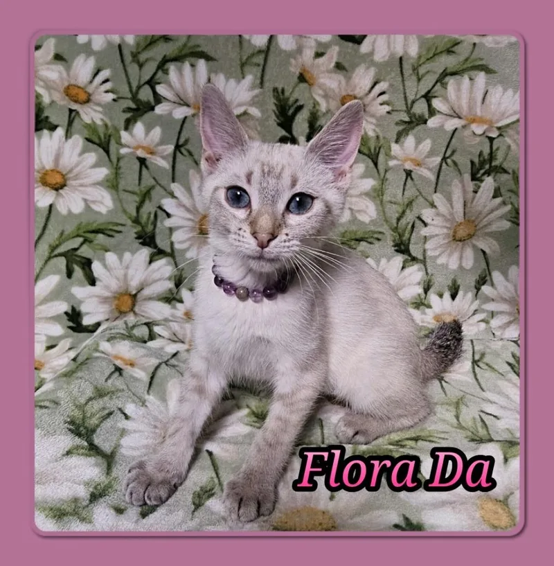 A baby small-sized female Domestic Short Hair cat named Flora Da for adoption in Jacksonville, IL