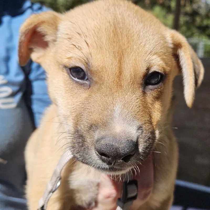 A baby small-sized male German Shepherd Dog dog named Cedar Loki for adoption in Lakewood, CO